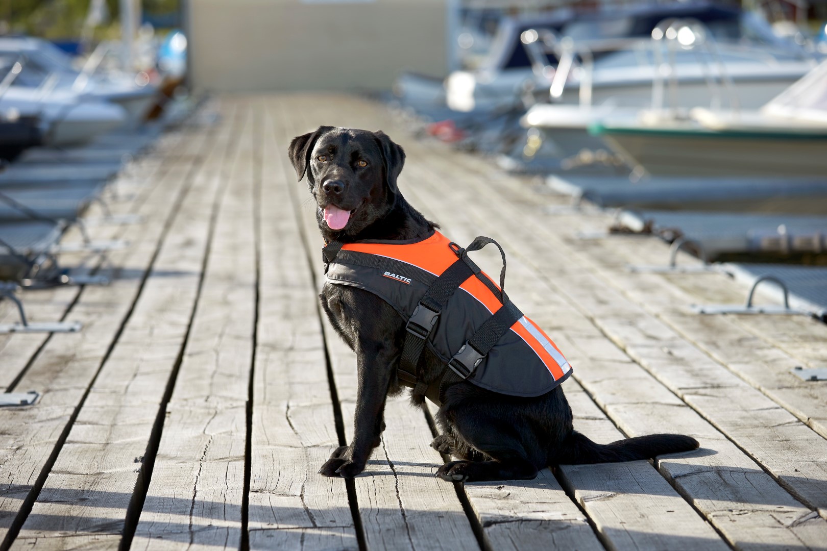 Baltic Mascot Dog Lifejacket Suffolk Marine Safety