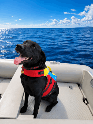 Spinlock FIDO Flotation for dogs